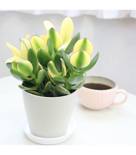 Amazon.co.jp: 金のなる木の苗 苗のみ 抜き苗 : DIY・工具・ガーデン